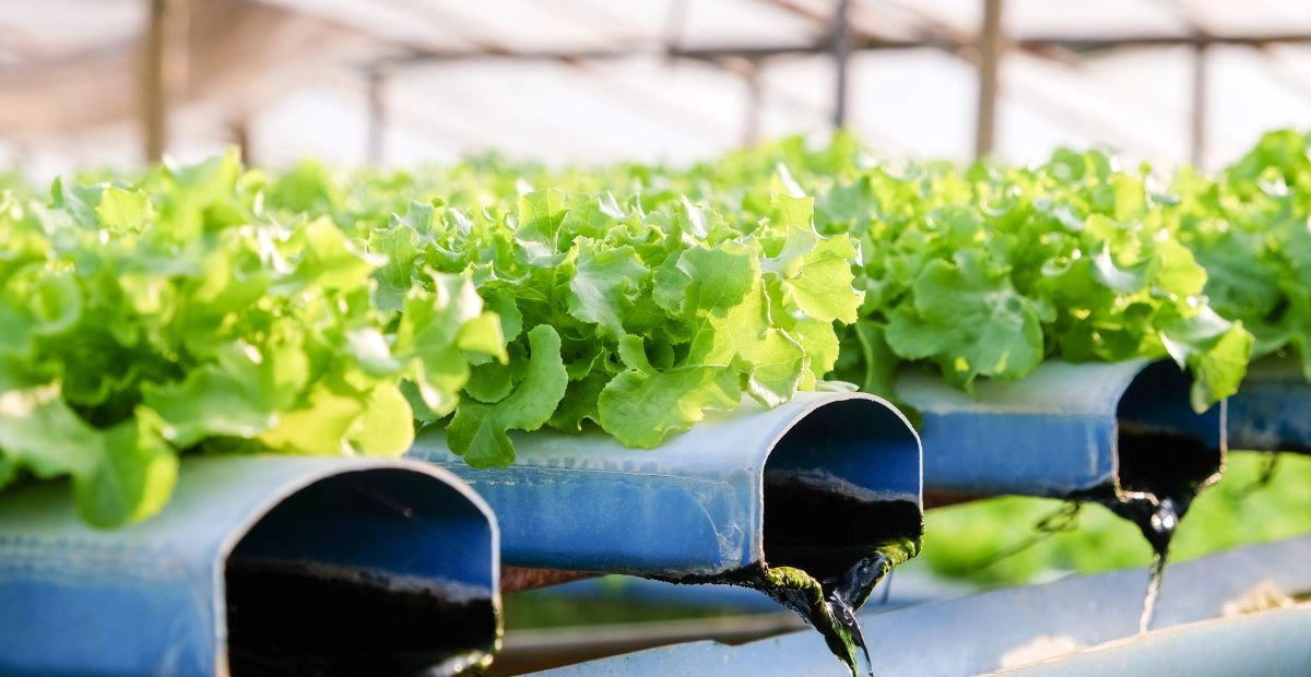  HYDROPONIC FARM 